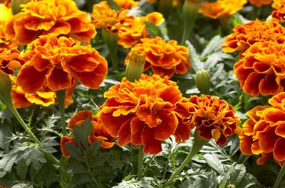 Tagetes patula